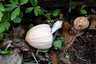 Házi tintagomba (Coprinellus domesticus), Budai-hegység